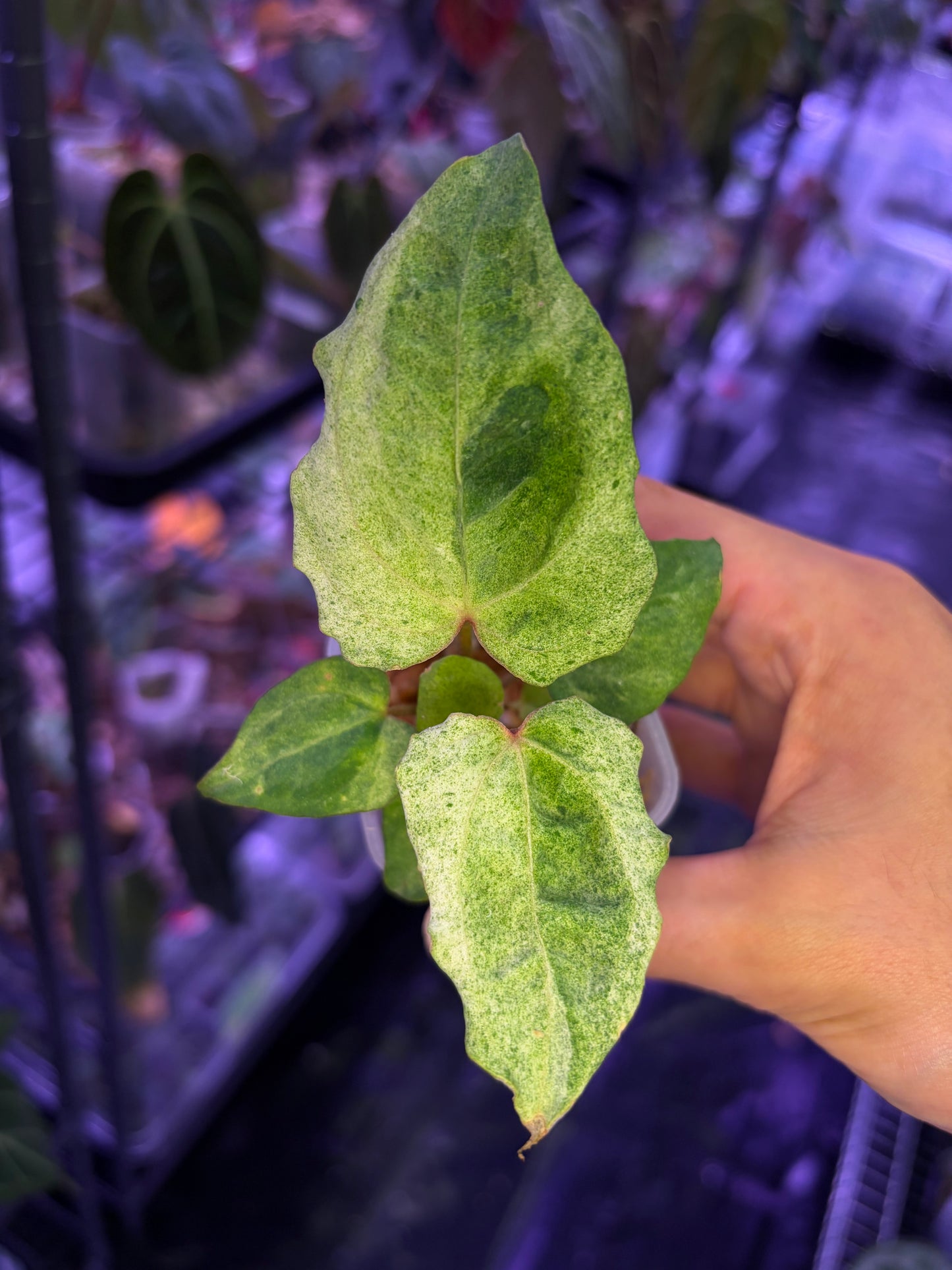 Anthurium papillilaminum variegata × RVDP