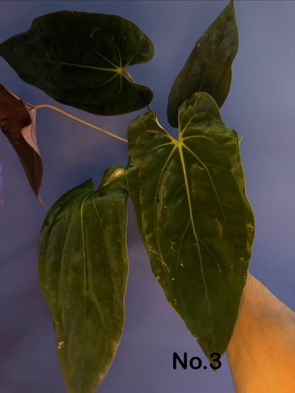 Anthurium Antolakii/BVEP (Round × Felix) × Papi (RL × FS)