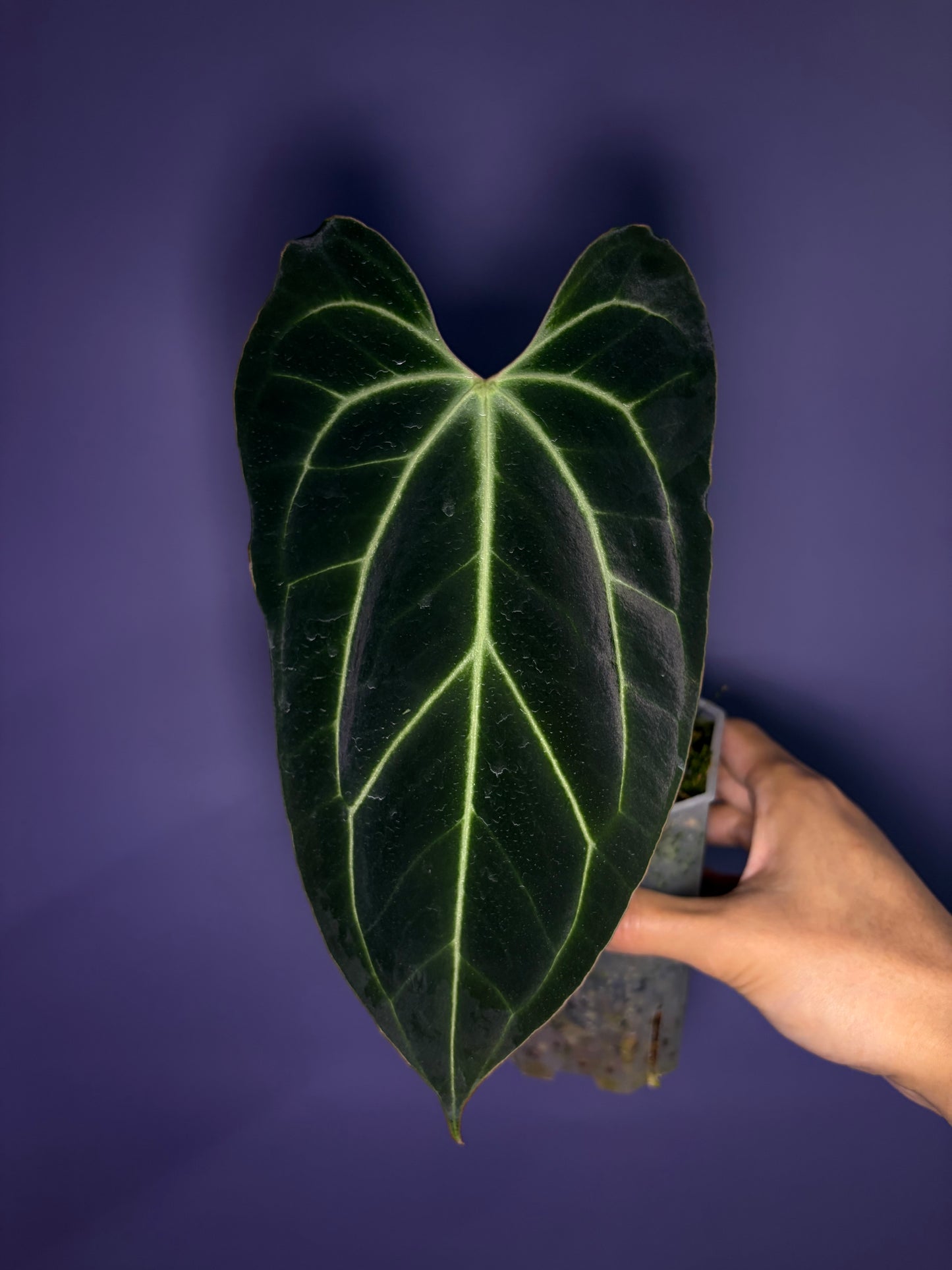 Anthurium besseae aff. - open sinus