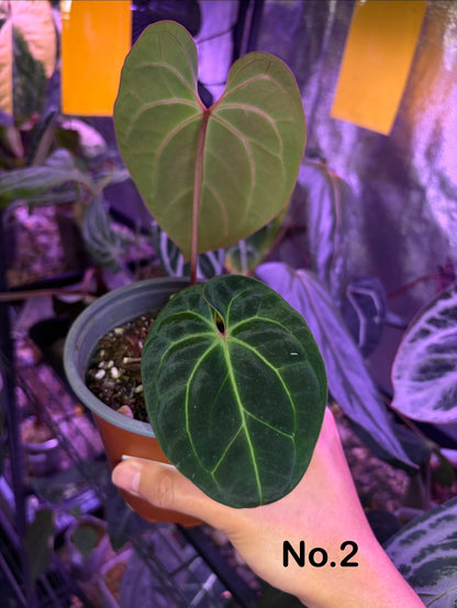 Anthurium besseae aff.