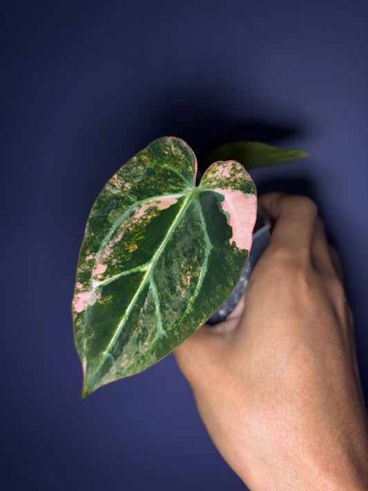 Anthurium forgetii ‘Australia’ var. × ‘Carlablackiae’
