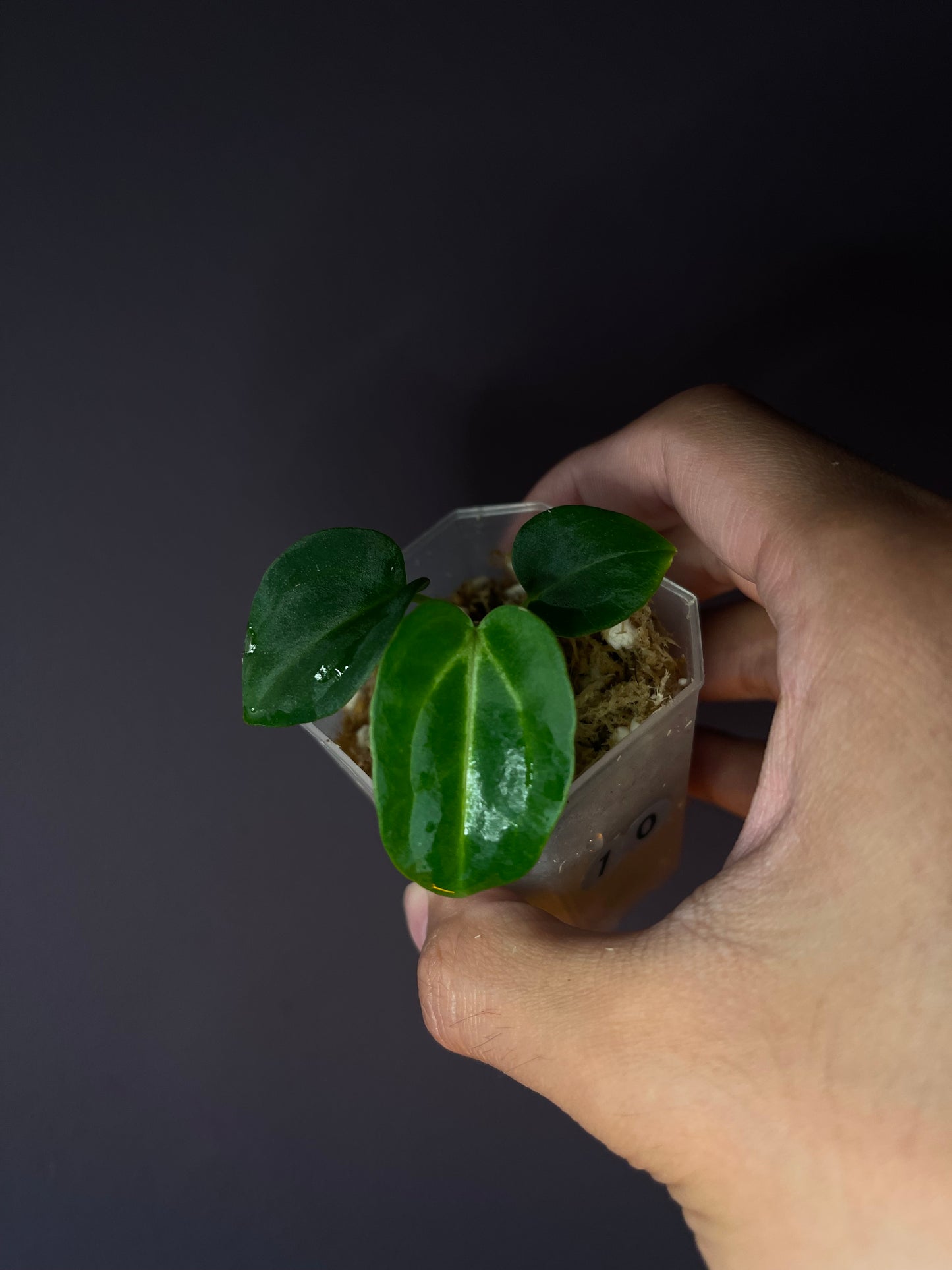 Anthurium carlablackiae [Scott × TS3]