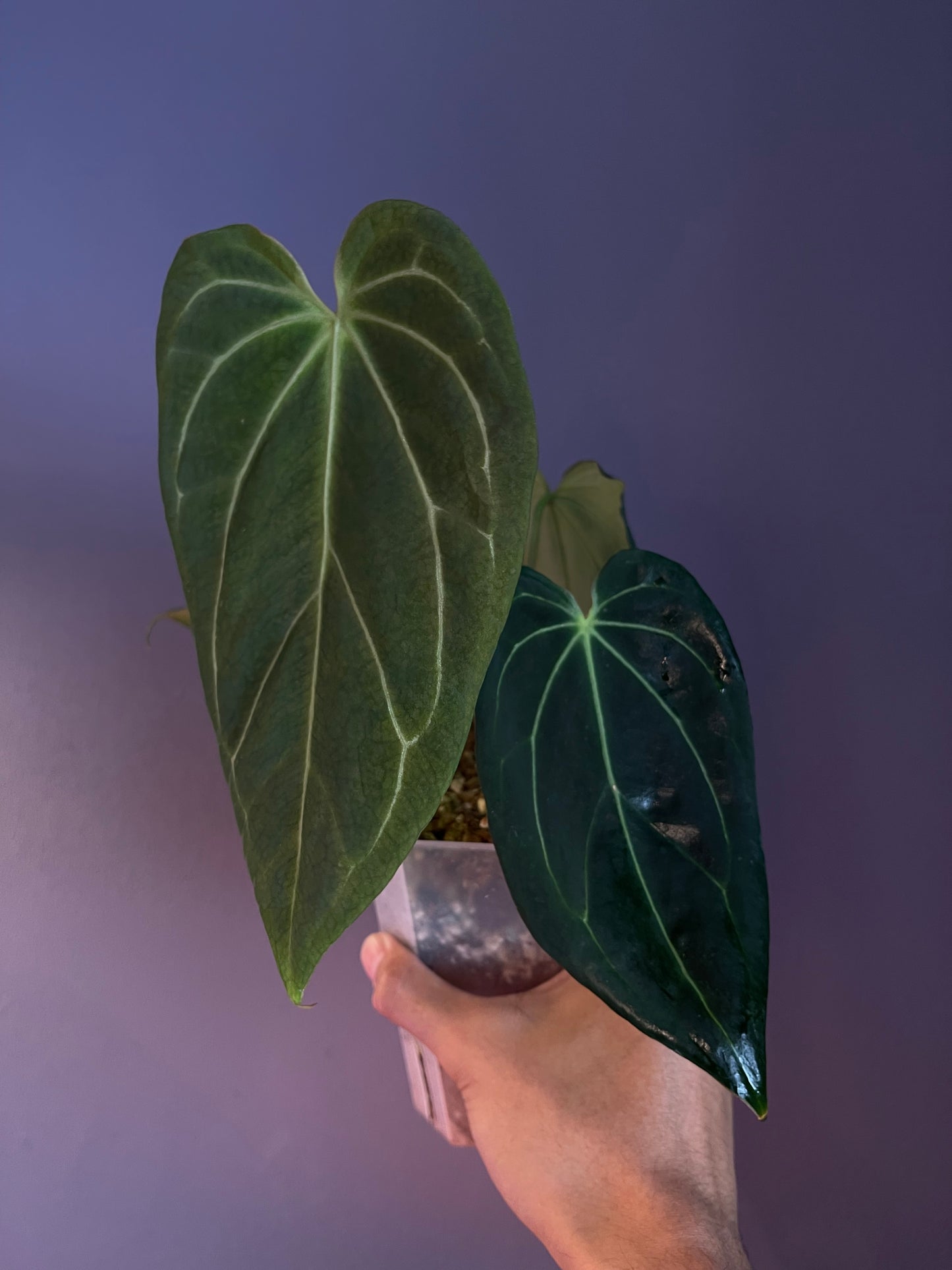 Docblock Anthurium ‘black widow’ ‘13’ × ‘43’ #1