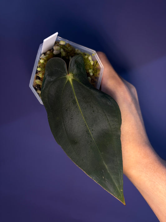 Anthurium BVEP (OG2 × OG1) - clone