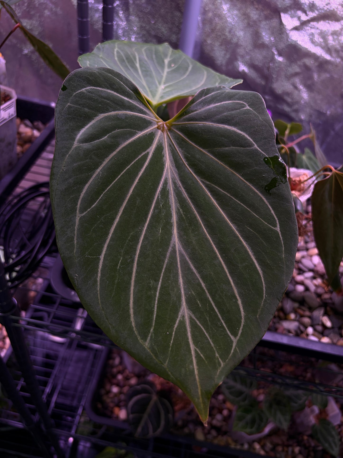 Anthurium King of Spades (HU) 'butterfly’ #3