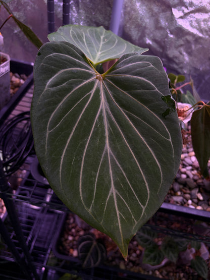 Anthurium King of Spades (HU) 'butterfly’ #3