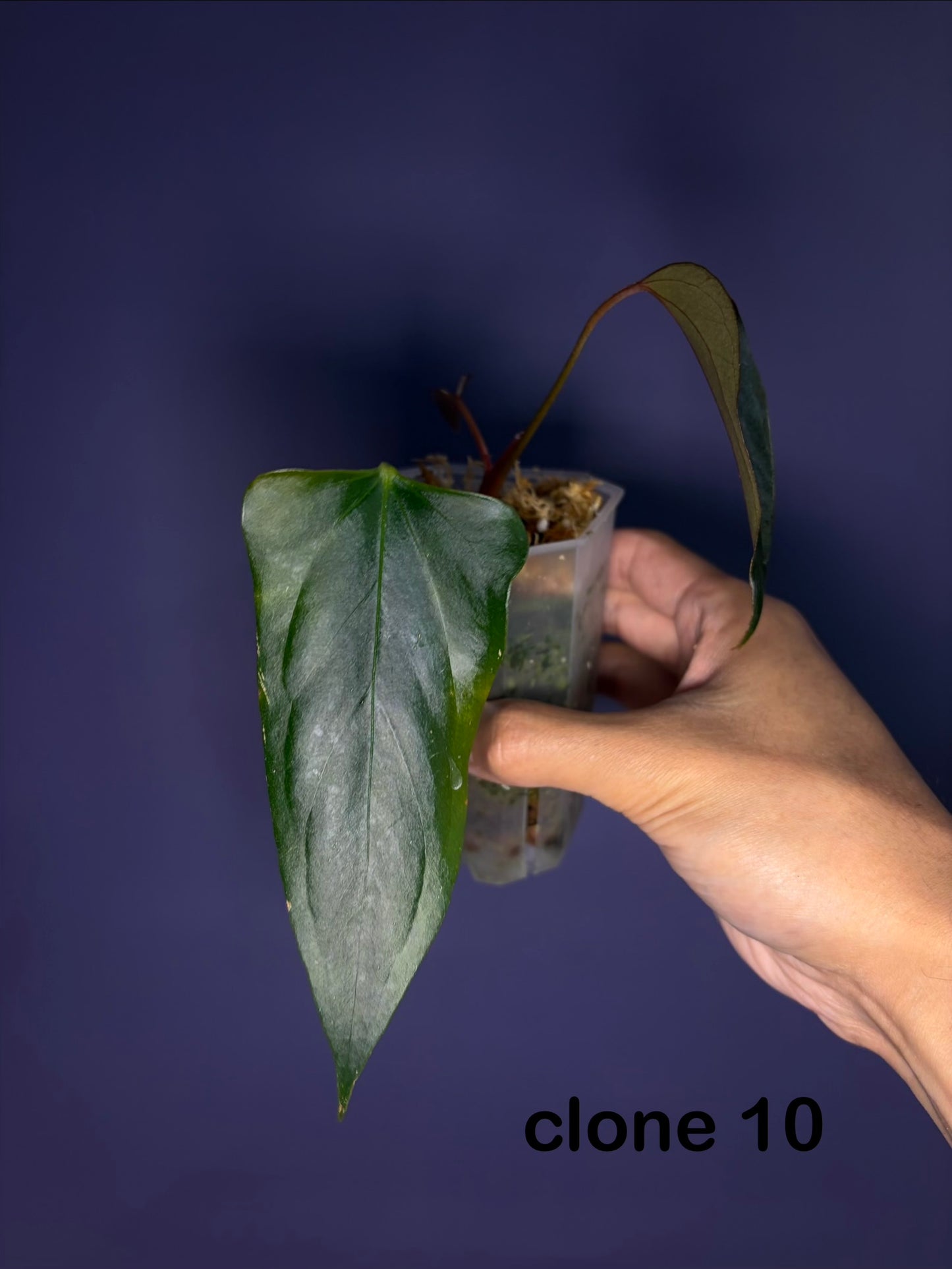 anthurium nano sweet Anthurium 'Black Sweet' SF2 – Secret Foliage