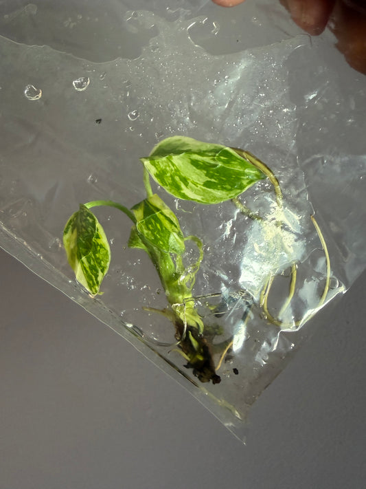 Monstera King Electro Light - TC