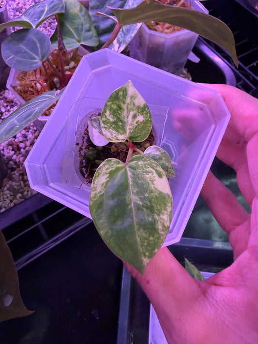 Anthurium papillilaminum var. × (‘Red Crystallinum’ [Tezula] × ‘Zara’)