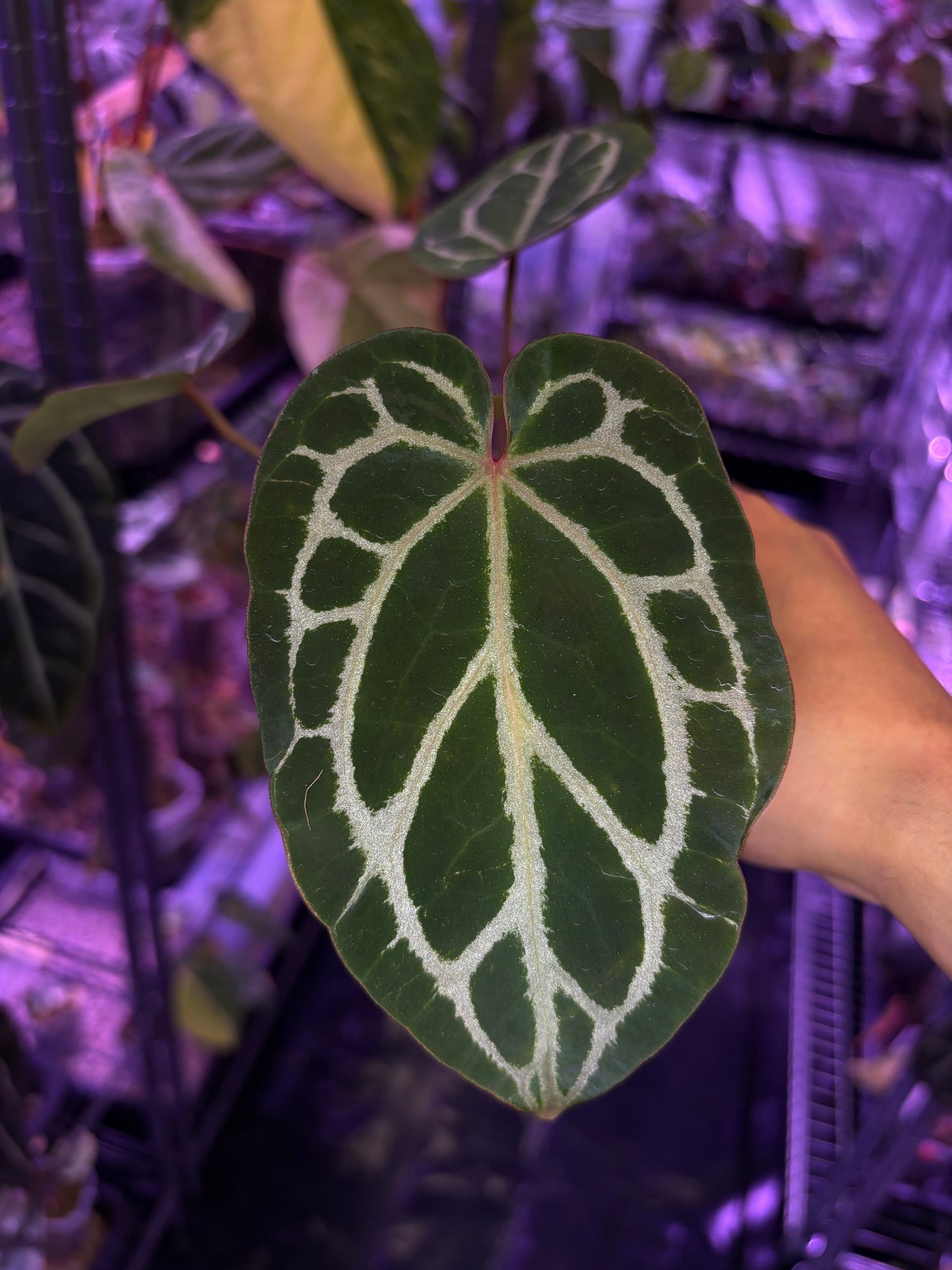 Anthurium ‘Chocolate’ crystallinum × Red crystallinum