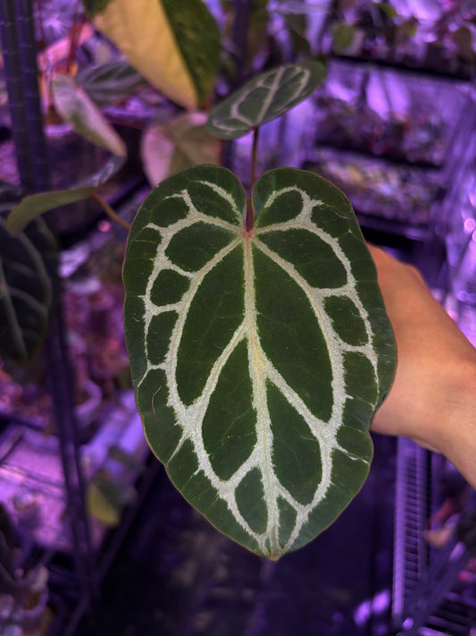 Anthurium ‘Chocolate’ crystallinum × Red crystallinum
