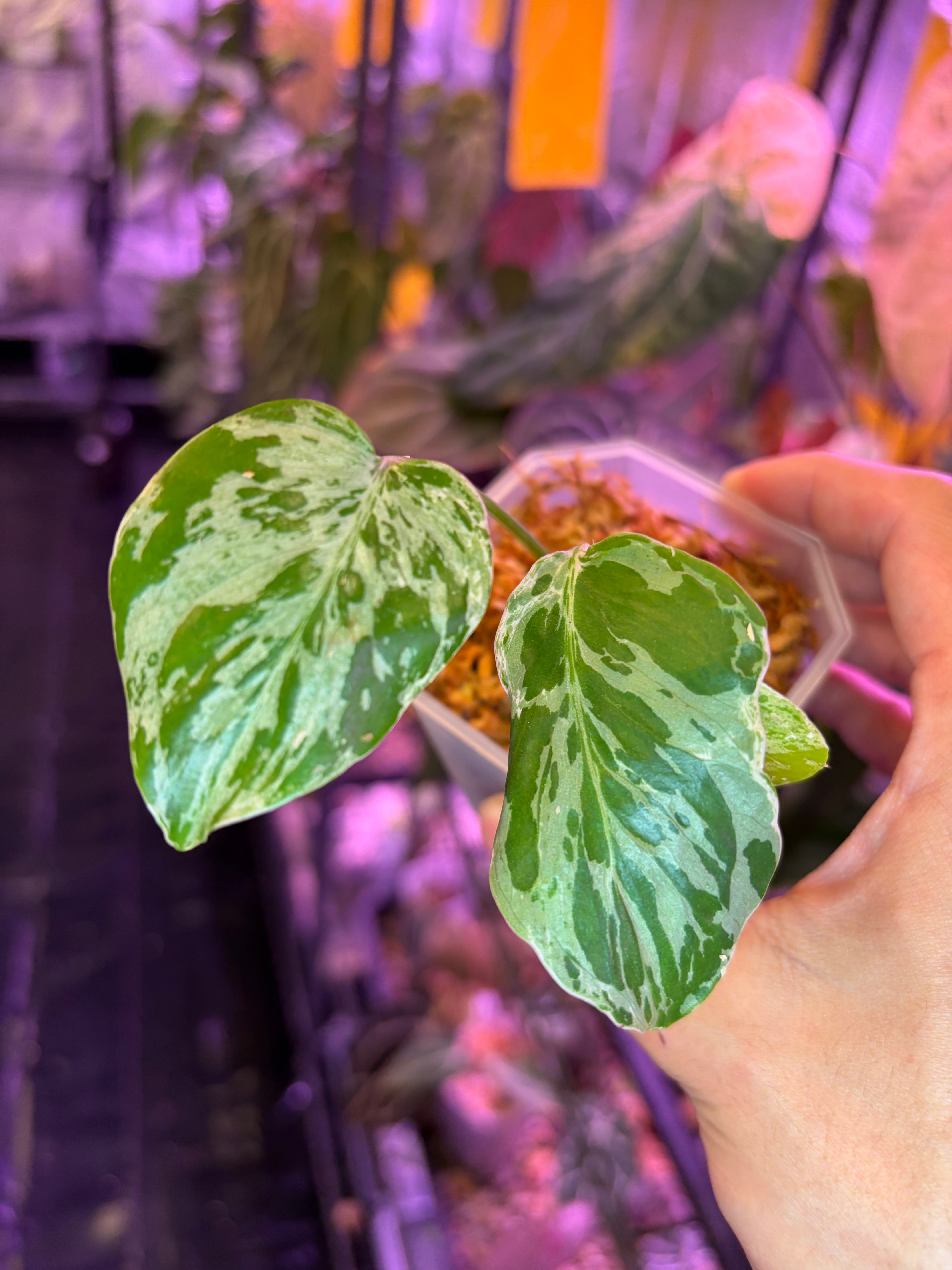 Monstera 'Bulbasaur' – Secret Foliage