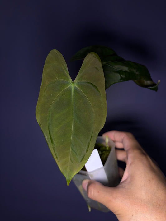 Anthurium papillilaminum RA6 - clone