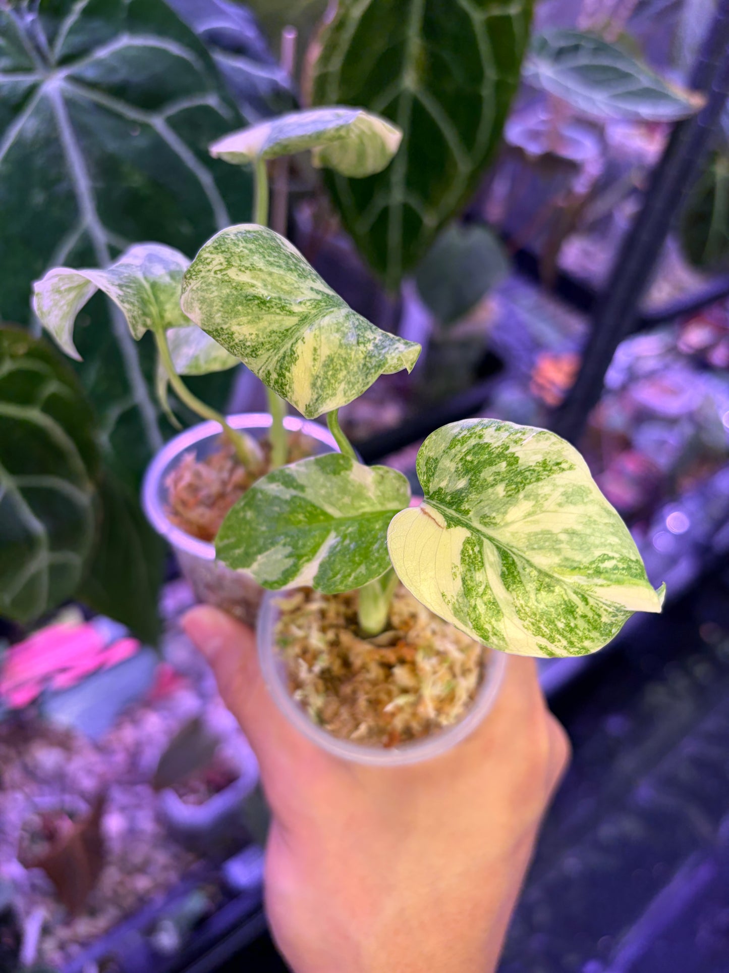 Monstera deliciosa ‘Legacy’