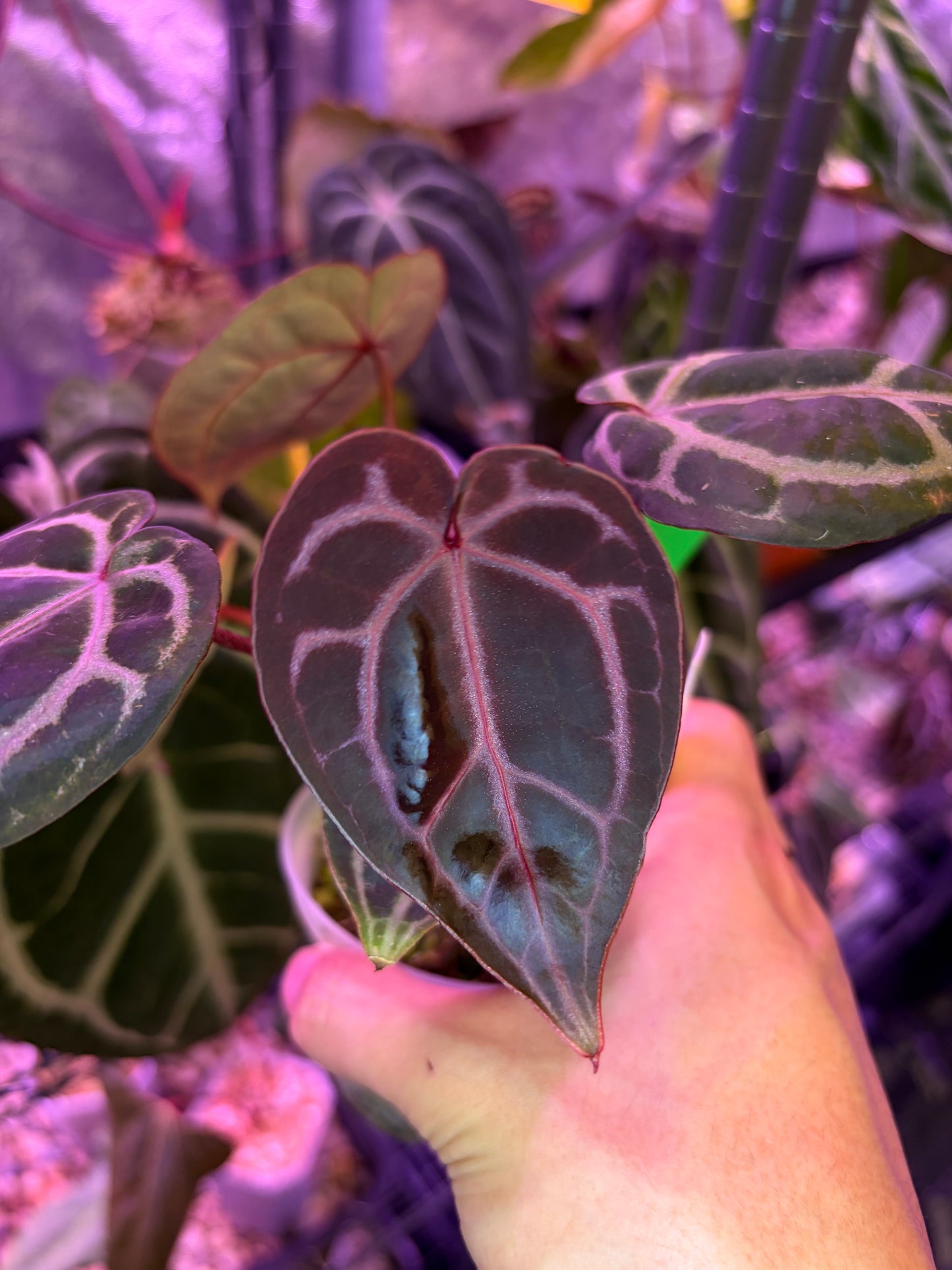 Anthurium Besseae aff x ‘Wonderboy A’