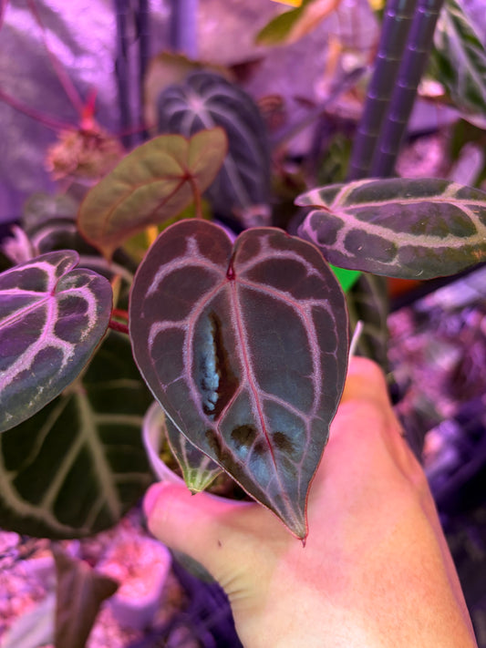 Anthurium Besseae aff x ‘Wonderboy A’