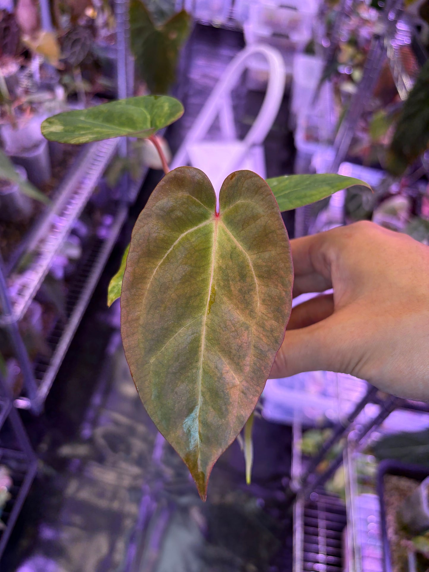 Anthurium forgetii ‘Australia’ var. × ‘Ace of Spades’ (dark form)