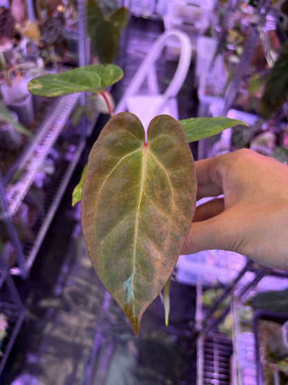 Anthurium forgetii ‘Australia’ var. × ‘Ace of Spades’ (dark form)