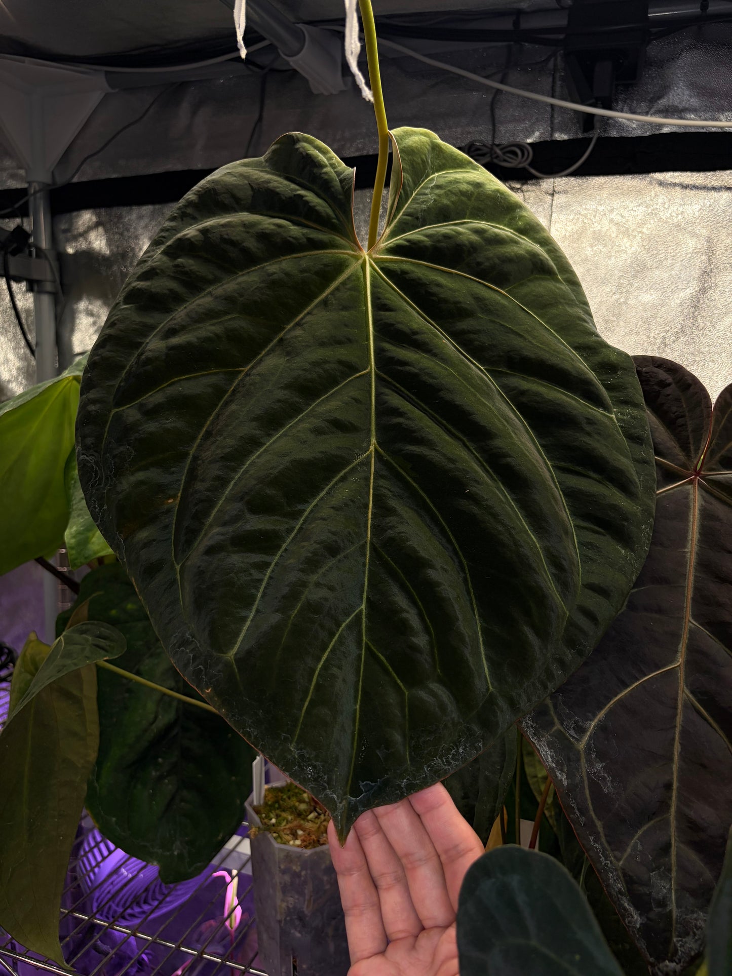 Anthurium carlablackiae C1 × BVEP