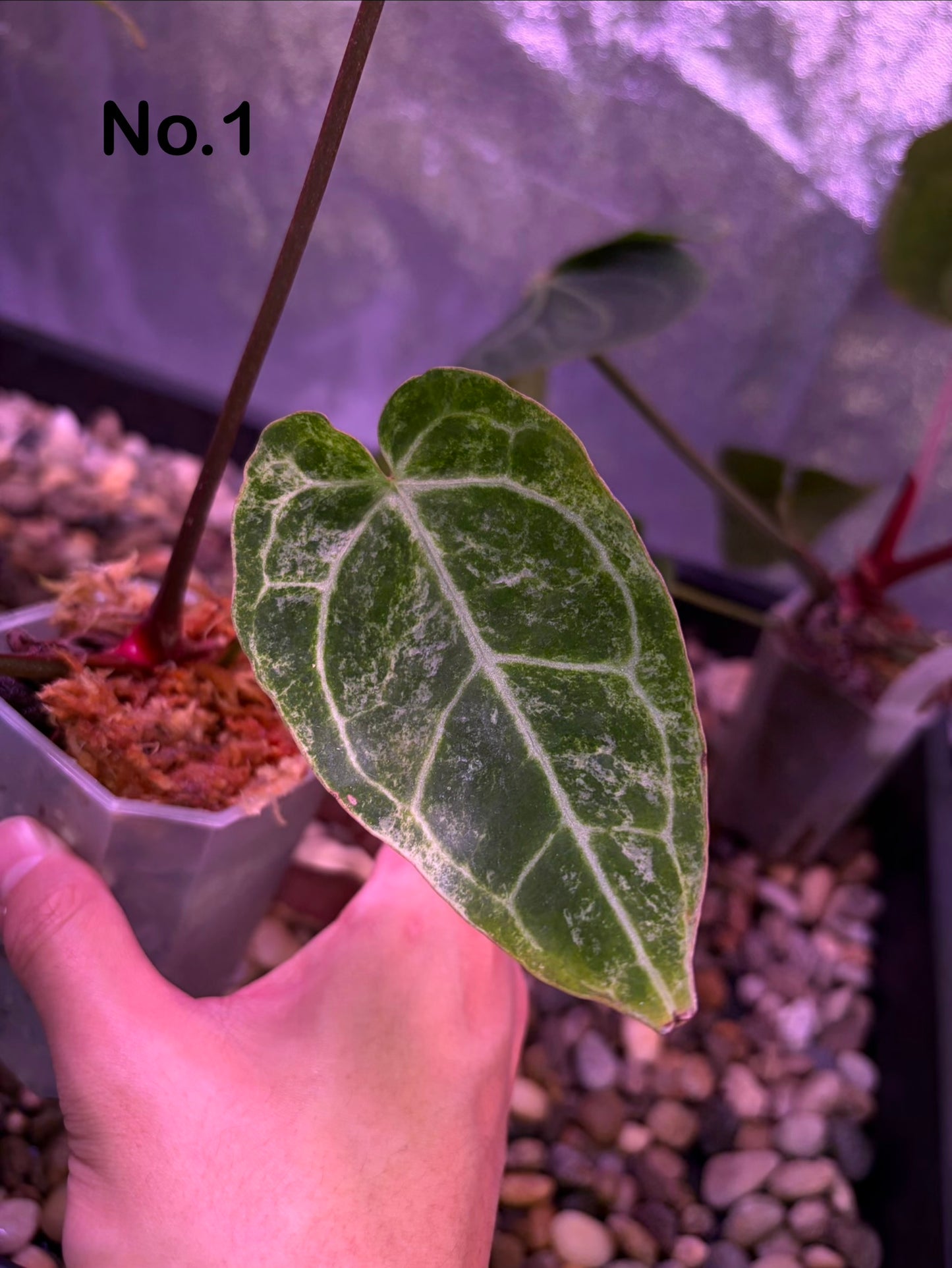 Anthurium Crystallinum ‘Platinum’ variegata
