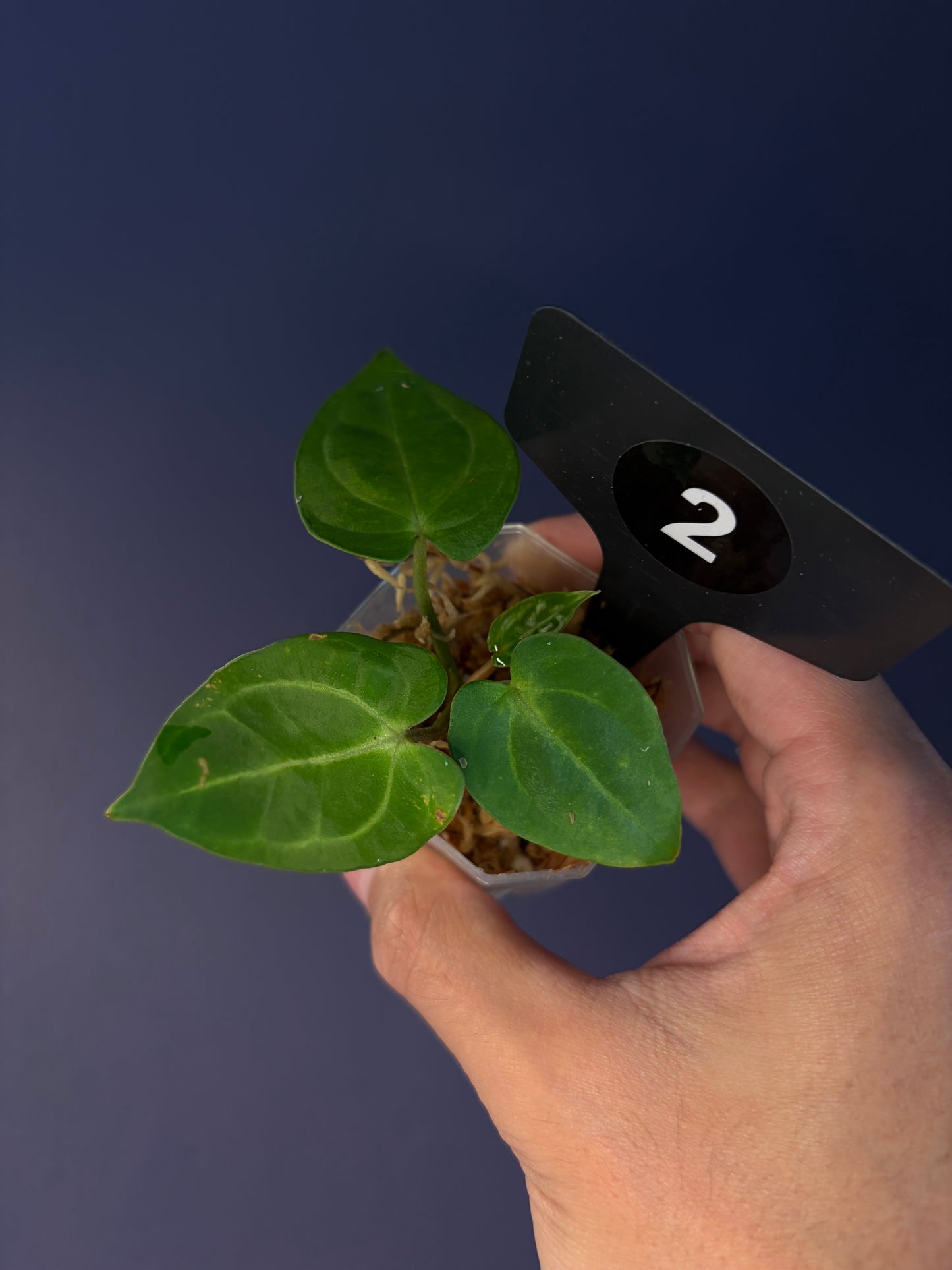 Anthurium ‘Carlablackiae’ (RA5×RA10) × self