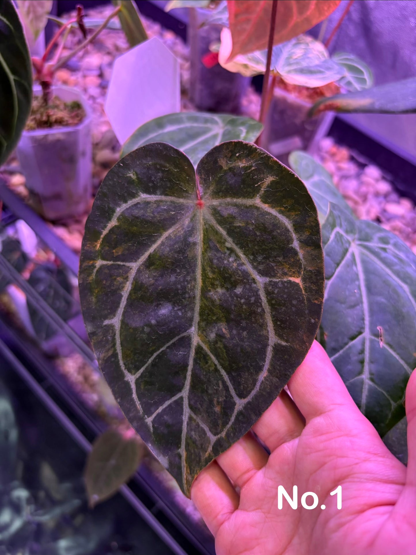 Anthurium forgetii ‘Australia’ var. × (‘Zara × Michelle’)