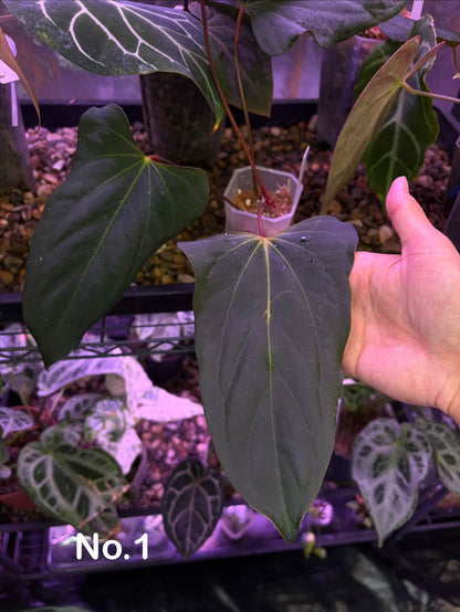 Anthurium Blue Papillilaminum × Indo Portillae (selected)