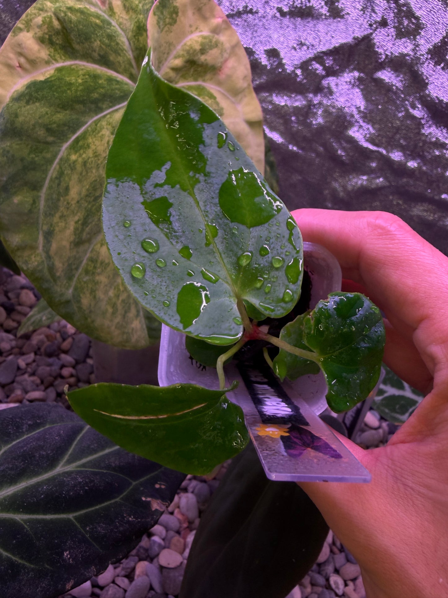 Anthurium papillilaminum ‘Ralph Lynam’ S1