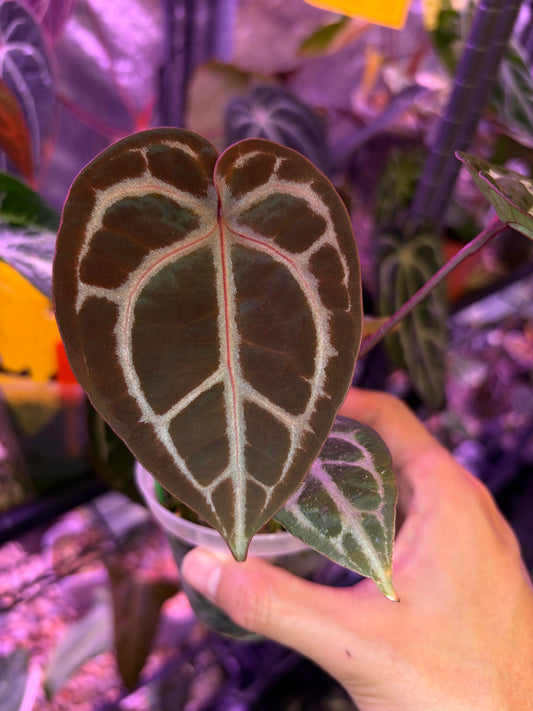 Anthurium Besseae aff x ‘Wonderboy A’