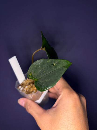 Anthurium papillilaminum ‘Marie’ - clone