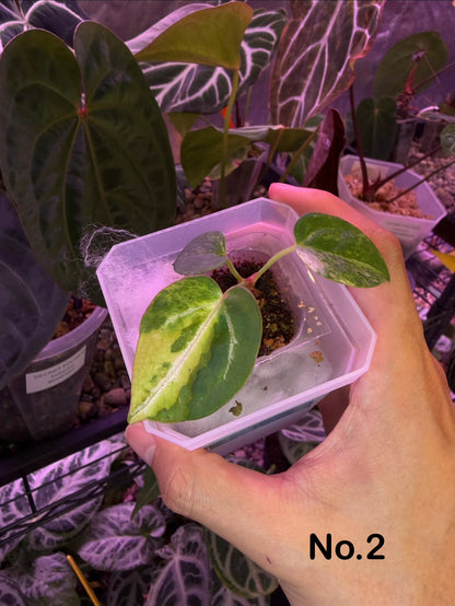 Anthurium papillilaminum var. × (‘Red Crystallinum’ [Tezula] × ‘Zara’)