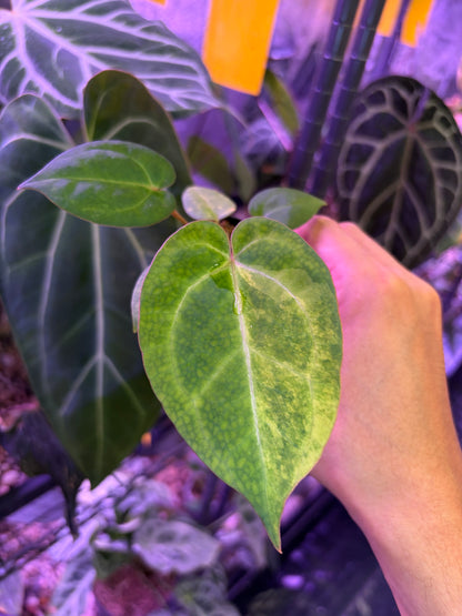 Anthurium papillilaminum var. × (‘Red Crystallinum’ [Tezula] × ‘Zara’)