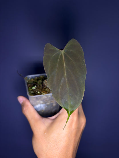 Anthurium papillilaminum ‘Ralph Lynam’ S1 (selected #3)