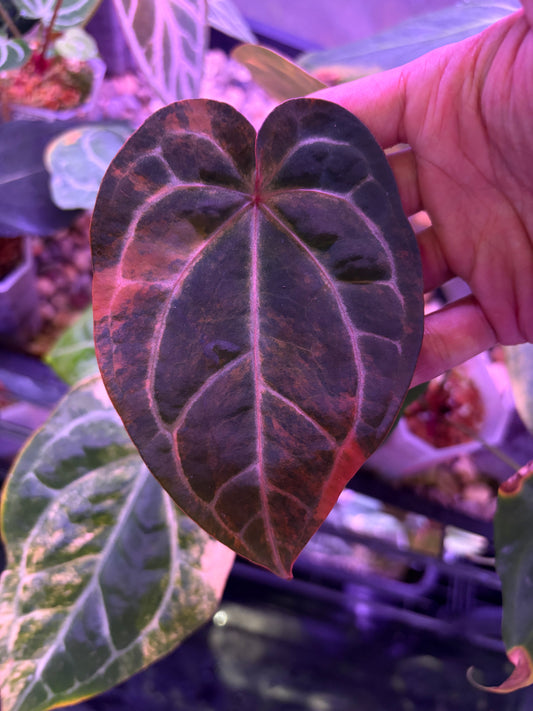 Anthurium forgetii ‘Australia’ var. × (‘Zara × Michelle’)