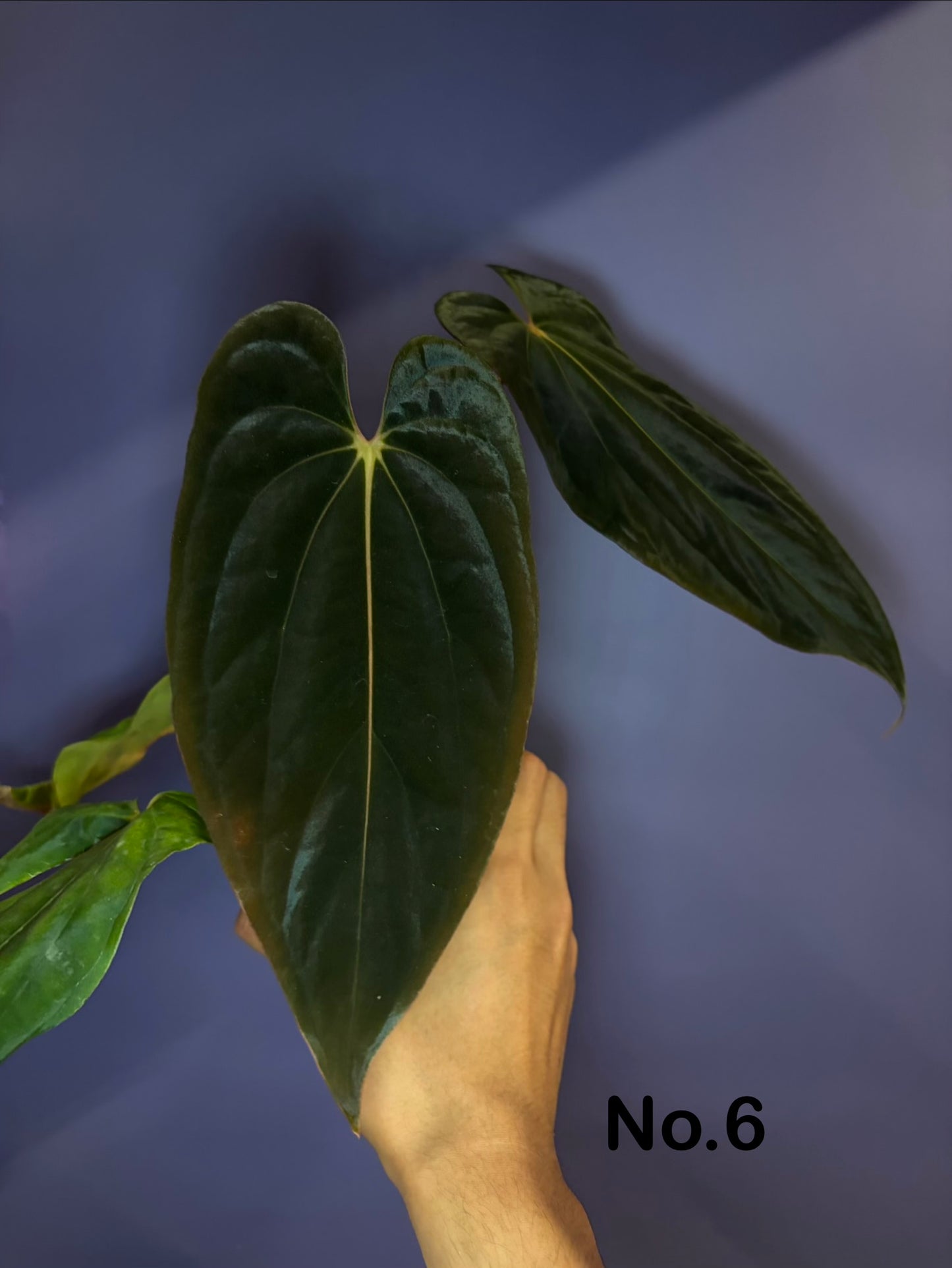 Anthurium ‘Midnight Velvet’ × antolakii [Tezula]