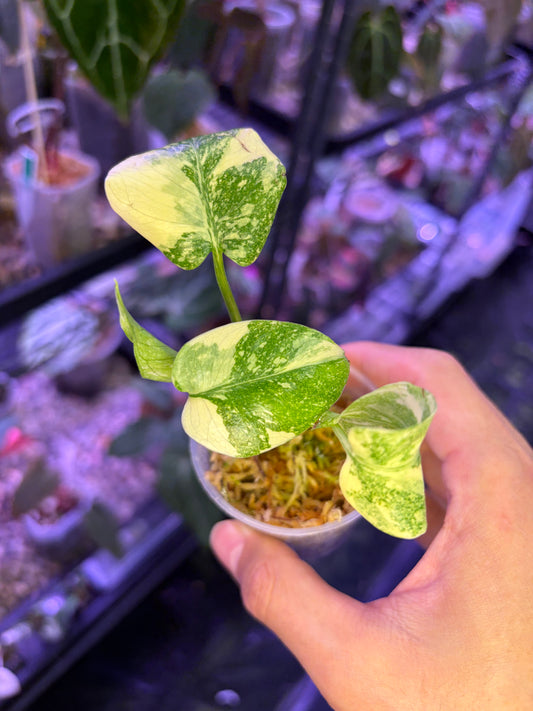 Monstera deliciosa ‘Legacy’