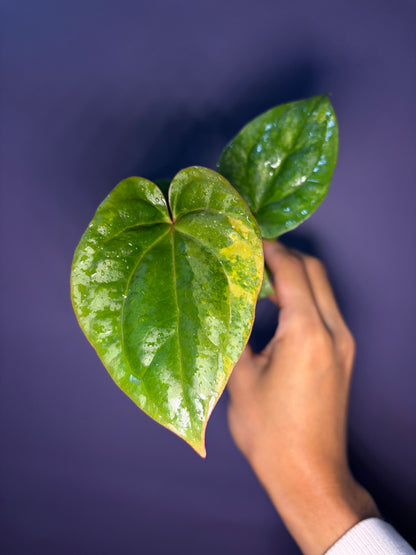 Anthurium papillilaminum var. × luxurians