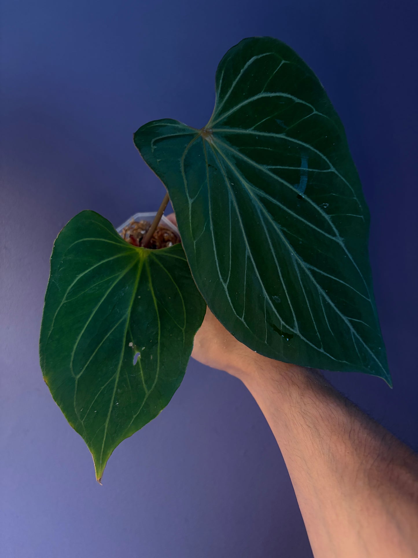 Anthurium King of Spades (HU) 'butterfly’ #3