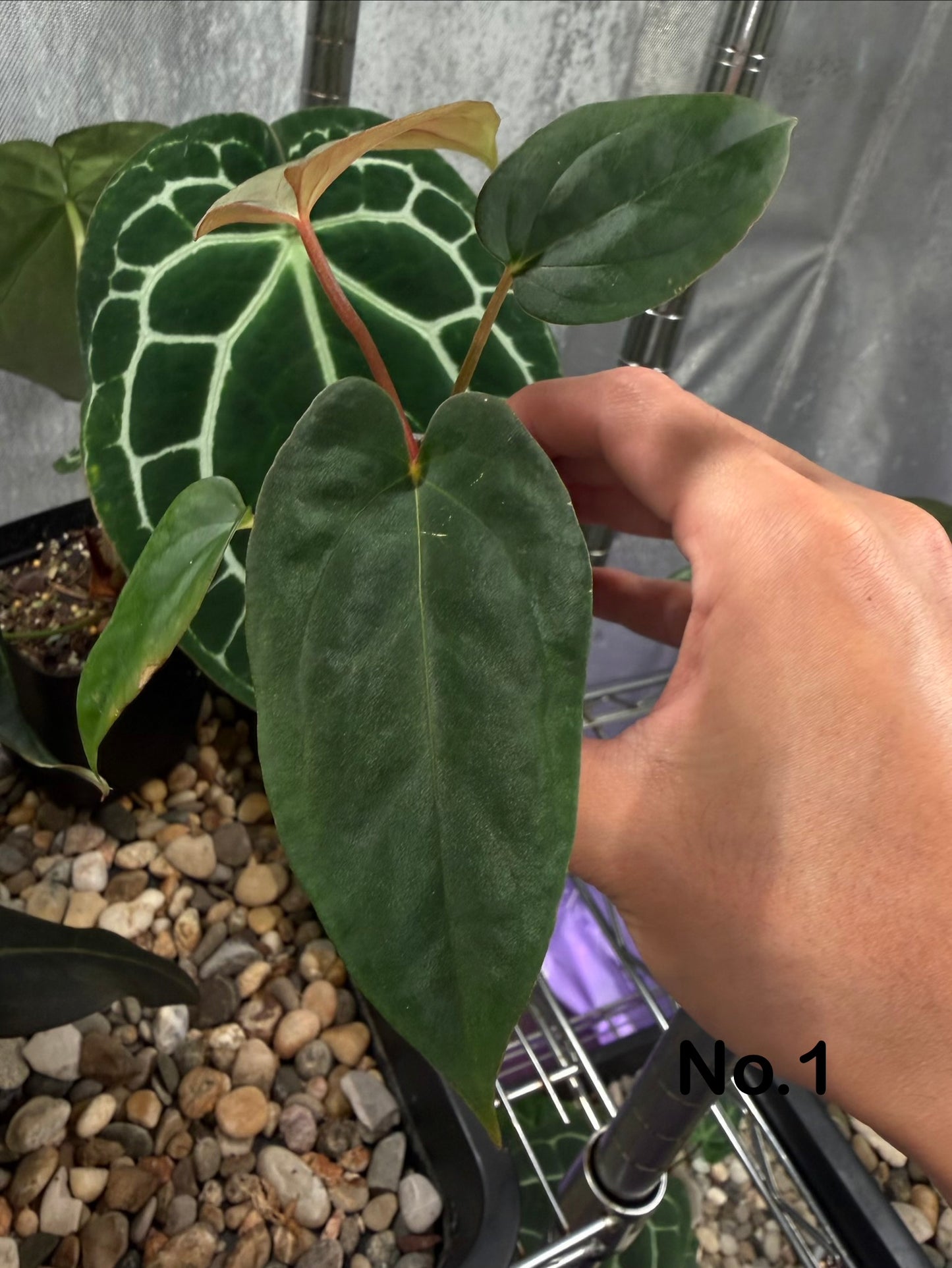 Anthurium (‘Papi Ree Gardens’ × ‘Eastern Dressleri’) × papillilaminum (FS×RL) (JV)