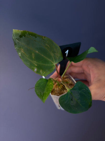 Anthurium ‘RVDP’ × (portillae ‘NSE’ × papillilaminum ‘FS’)