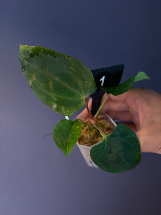 Anthurium ‘RVDP’ × (portillae ‘NSE’ × papillilaminum ‘FS’)