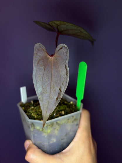 Anthurium Red Vein Dark Phoenix (RVDP) - clone