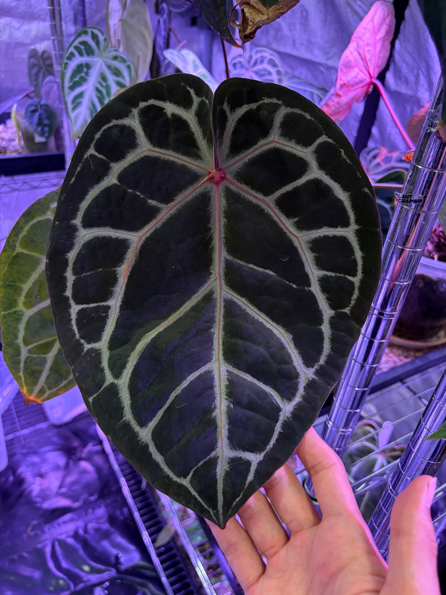 Anthurium ‘Michelle’