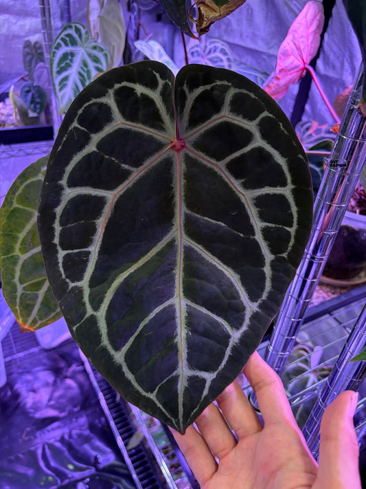 Anthurium ‘Michelle’