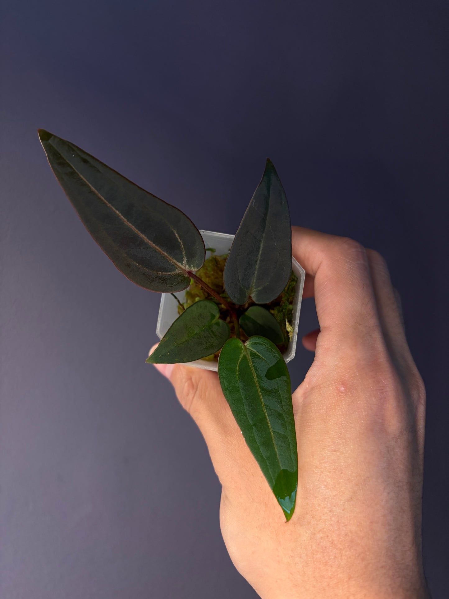 Docblock Red velvet cake ‘24’ x Home, sweet home ‘32’ (selected #1)