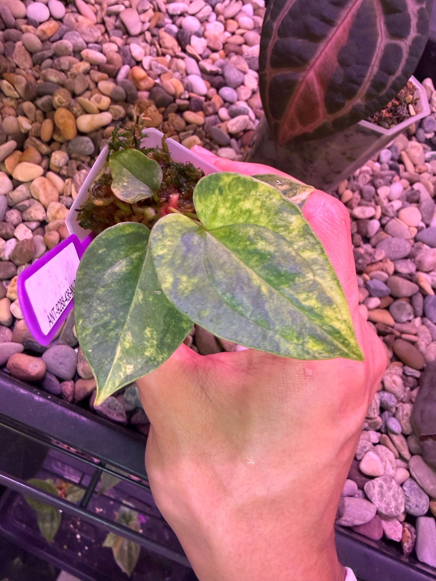 Anthurium papillilaminum var. × luxurians