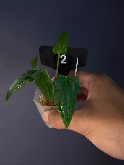 Anthurium ‘RVDP’ × (portillae ‘NSE’ × papillilaminum ‘FS’)