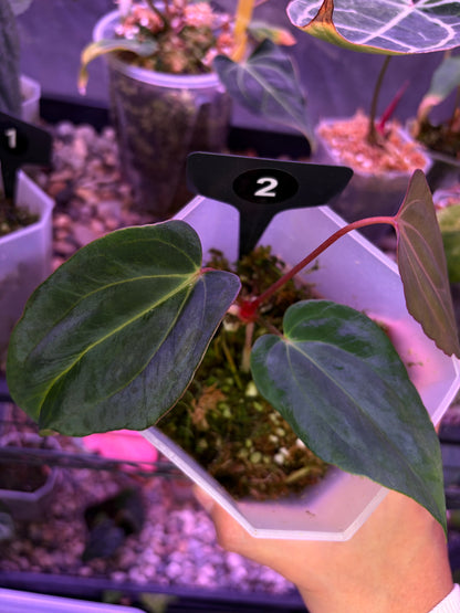 Anthurium papillilaminum ‘Fort Sherman’ × carlablackiae (selected)