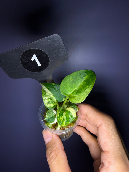 Anthurium ‘Rusty Long’ × ‘ace of spades (AOS)’