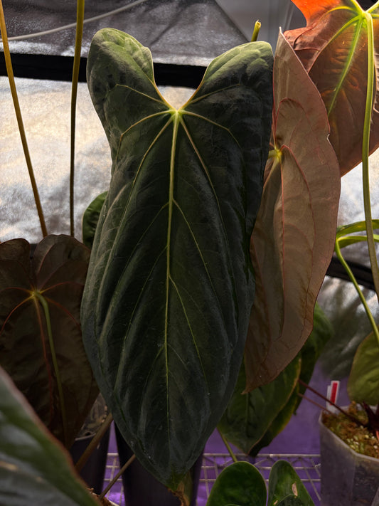 Anthurium Papillilaminum ‘Marie’ - clone